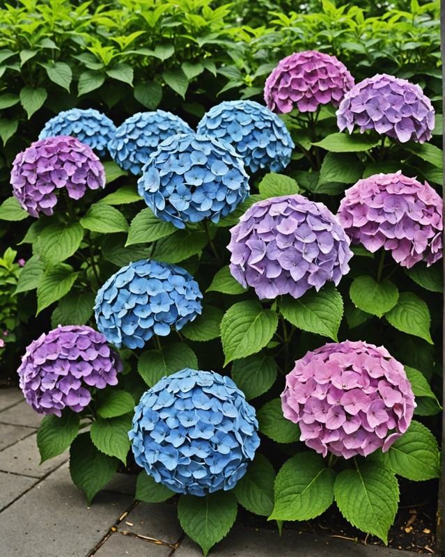 Hydrangea