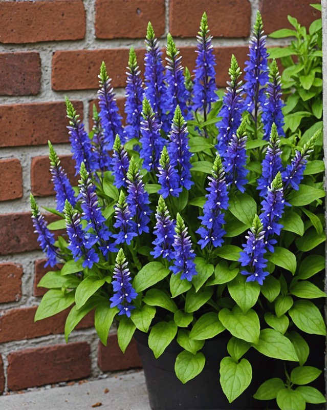 Lobelia
