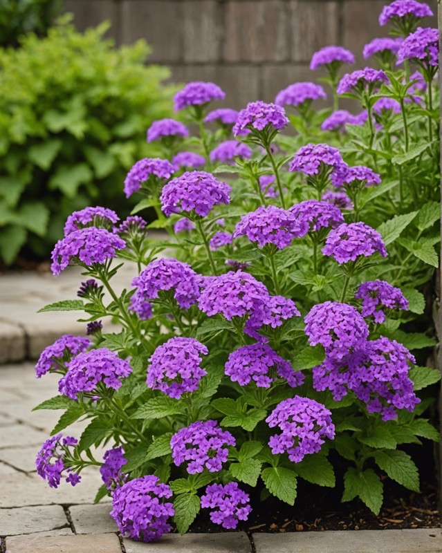 Verbena